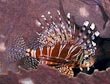 Dwarf Lionfish